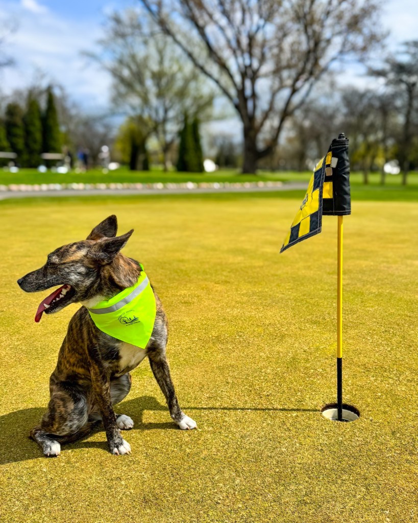 Dog in neon green bandana on golf course near flag